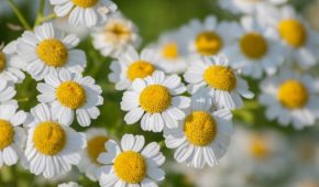 Loại bỏ cơn đau nửa đầu bằng thảo dược thiên nhiên