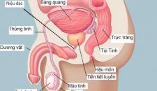 Nam giới nhất định phải biết về tuyến tiền liệt nếu không muốn bị yếu sinh lý